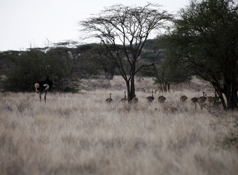 A group of ostriches rest in the African bush and grasslands in Shaba National Reserve, Kenya