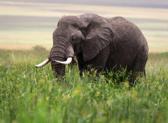 An elephant with full tusks wanders through the tall green grasses in Meru National Park, Kenya