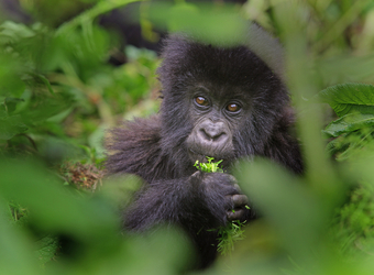 A baby gorilla smartly chomps down on a leaf while being framed by the branches of another tree in Volcanoes National Park, Rwanda