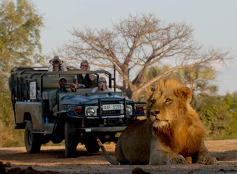 A lion majestically looks away from the sun while laying on his stomach with a safari vehicle full of guests watching in Lower Zambezi National Park