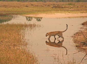 A leopard walks across a section of the Okavango Delta and his beautiful reflection is clear in the waters, Botswana