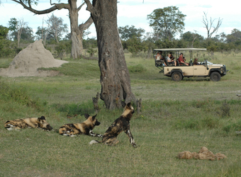 A few wild African dog rest on a patch of grass as a group of safari guests watch from the safety of their safari vehicle in Selinda Reserve, Botswana