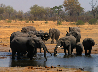 A herd of elephants and elephant babies take a welcome swim and drink in a watering hole in Linyanti Reserve, Botswana