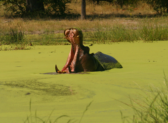 A hippopotamus opens its cavernous mouth into a massive yawn exposing his massive fangs amidst moss filled waters in Selinda Reserve, Botswana