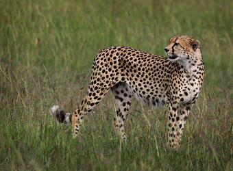 A solitary cheetah gazes over its shoulder amongst the grasses in Maasai Mara Naitonal Reserve, Kenya