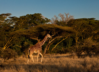 Giraffe walks through the grassland between African acacia trees in Laikipia, Kenya