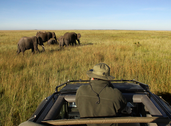 A safari guest prepares to take a picture from the sunroof of a safari vehucle aiming at a few African elephants in Serengeti National Reserve, Tanzania