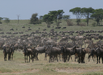 A huge herd of wildebeest expands across the plainlands grazing in the famed Serengeti National Reserve, Tanzania