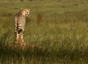 A solitary cheetah perches on top of a pile of sand to survey the surrounding grasslands in Serengeti National Reserve, Tanzania