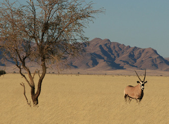 A lone gemsbok stands amidst a sea of grasses next to a solitary tree with looming mountains rising into the distance in Etosha National Park, Namibia