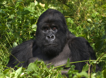 Photo: Rwanda Wildlife