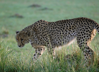 A beautifully marked Cheetah looks downwards toward the surrounding sheltering grasses as the sun lights up his fur in Kafue National Park, Zambia