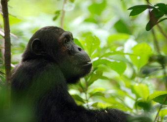 A chimp chomps on a leaf in the deep jungle of Mahale Mountains National Park, Tanzania