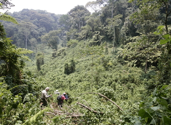 A couple of safari trouists troupe through the incredibly dense forest and jungle in Bwindi National Park, Uganda