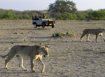 Lionesses paw their way across a dirt patch in the African bush as safari guests snap shots from a rover in Mana Pools National Park, Zimbabwe