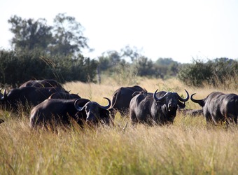 A group of African water buffalo graze on the African savanna while on constant alert for any possible predators in Hwange National Park, Zimbabwe