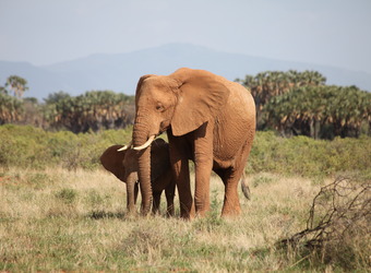 An elephant mother shelters her baby elephant with palm trees in the background in Samburu National Reserve, Kenya