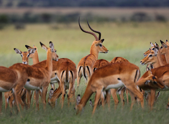 A herd of African impala graze in the vibrant green grasses as a single male looks for danger in Lake Manyara National Park, Tanzania