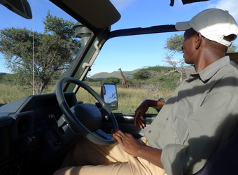 A guide watches a giraffe walk through the bush from his safari vehichle in the Chuylu Hills, Kenya