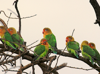 A group of Lillian's Lovebirds perch on a twisting branch of a tree with their vibrant colored feathers in Arusha, Tanzania