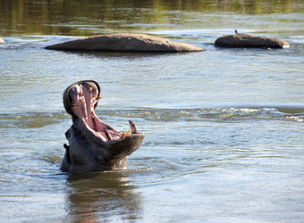 A hippopotamus takes a massive yawn exposing its large teeth while partially submerged under water in Murchison Falls National Park, Uganda