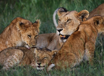 Mother lion with her three adorable spotted lion cubs enjoy a nice bonding moment resting in the grass in Zululand, South Africa