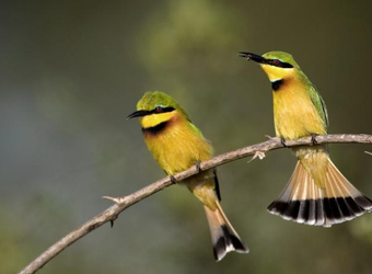 Two petite, gorgeous colored green and yellow African songbirds perch on a twig with their black tail feathers visible in South Luangwa National Park