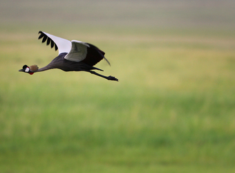 An East African crowned crane fluidly flies through the air in the Shaba National Reserve, Kenya