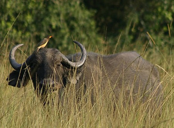 An African water buffalo grumpily gazes at the camera with a bird perched on top of his head through the tall grasses in Lake Mburo National Park, Uganda