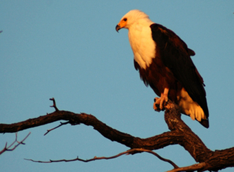 African fish eagle surveys the surrounding landscape from his high perch on a tree branch in Lake Mburo National Park, Uganda