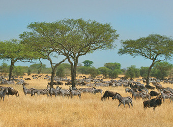 Sidebar_countries-tanzania