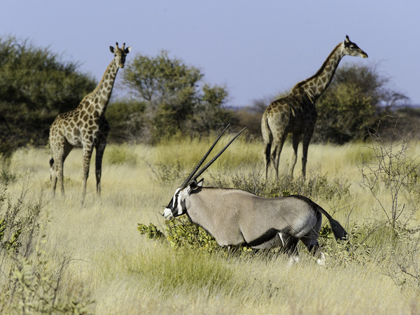 Large_kalahari_2012-06-141