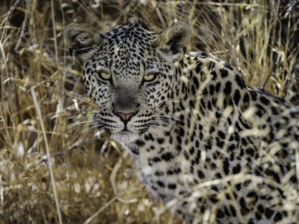 Large_kalahari_plains-9