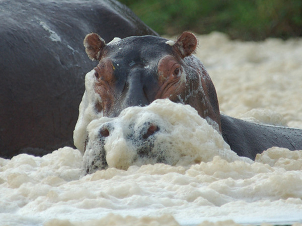 Large_bakers_lodge_-_wildlife