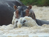 Wildlife