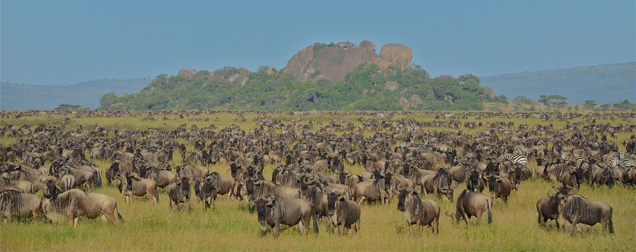 Thousands of wildebeest migrate across the plains of Tanzania, zebras migrate across the plains, massive rock boulders surrounded by dense flora