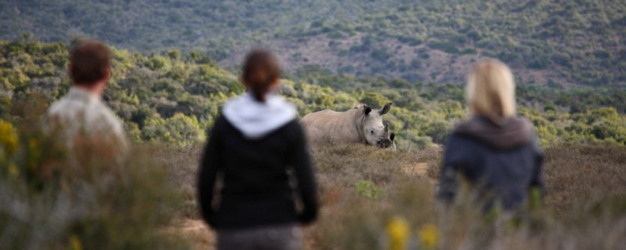 Tourists are treated to a close encounter with African rhino, Kwandwe Game Reserve, green shrubbery as far as the eye can see, rhino horn, photography