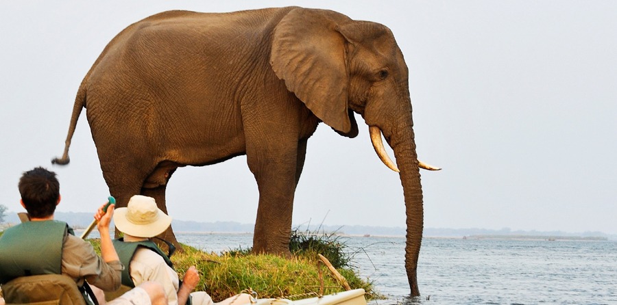 A sizeable elephant drinks with his trunk from the bank of the Zambezi River, Chiawa Camp in Namibia, visitors look on from a few feet in their canoe