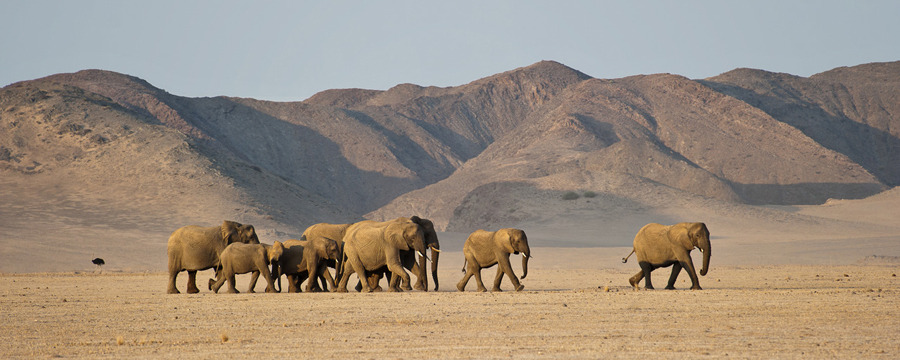 A group of Damaraland Desert Elephants trundles across the baren desert of Namibia as an ostrich runs in the background, desert, sand dunes