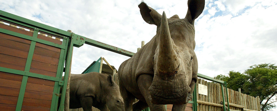 A large team of rhino crew members helps to relocate a black rhino by places him in a vehichles, conservation, relocation from South Africa