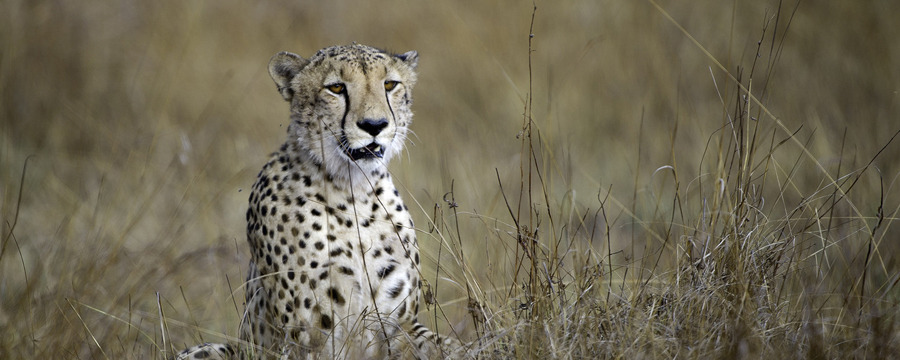 African cheetah takes a rest surrounded by dense bush, camouflage in Africa, African safari, big cats, the Big Five, beautiful distinct markings