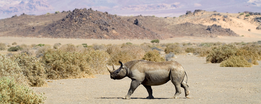 A healthy black rhino walks across the desert plains at safari camp Doro Nawas located in Damaraland, Namibia, double horned rhino, piles of rocks