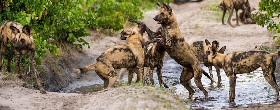 wild dogs playing at dumatau on a game drive in botswana's linyanti reserve