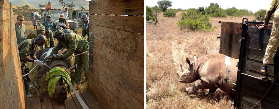 Borana Wildlife Conservancy, Kenya's Laikipia district, the translocation of 21 black rhino from Lewa Wildlife Conservancy, Lake Nakuru National Park