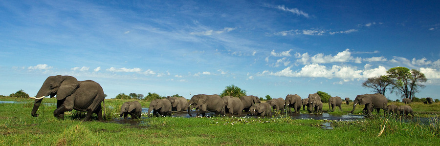 A herd of elephants parade through a lush section of Botswana's wetlands in the green season, elephants water crossing, tusks, baby elephants, Africa