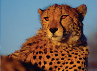 A cheetah looks off into the radiating sun as he is lit up with the fading light of the evening in Okonjima Reserve, Namibia