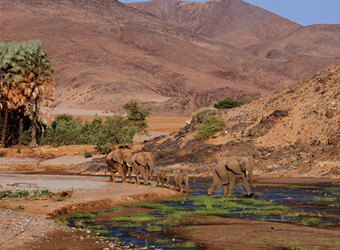 A small herd of elephants walks along a meandering small river inbetween the high sand dunes in Hartmann Valley, the northwestern corner of Namibia.