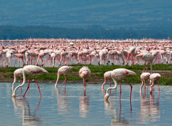 Thousands of pink flamingos search for food in Lakew Manyara at Lake Manyara National Park, TanzaniaA famous tree-climbing lion taking a rest on a bough of a large tree in Lake Manyara Park, Tanzania