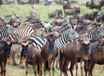 A massive herd of wildebeest and zebra congregate on the plains of the Serengeti National Reserve, Tanzania