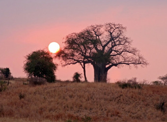 A boab tree is backlit by the setting sun and a pink filled sky in Tarangire National Park, Tanzania